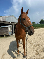 Vente de cheval : istride II du hamel